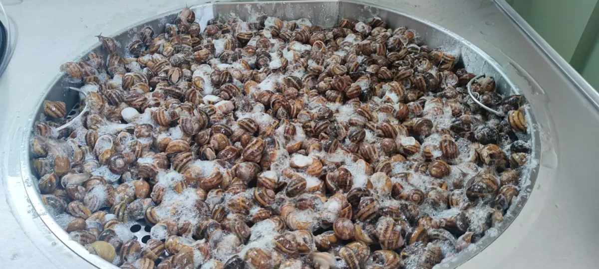 Lumache durante l'estrazione della bava